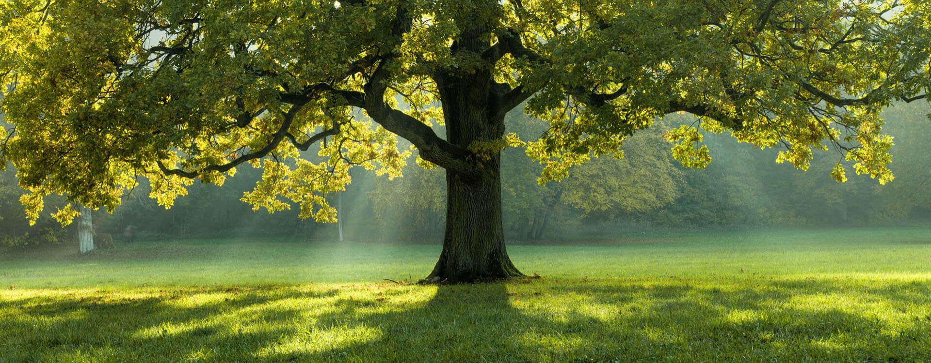 Obraz Dendrolog i arborysta