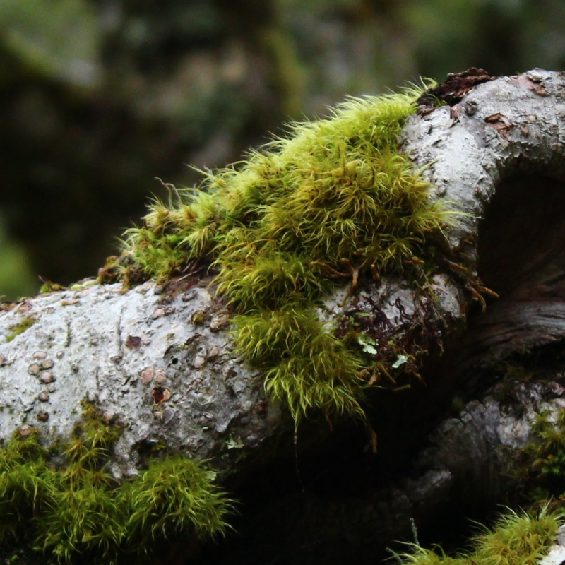 Rekrutacja - Polska Szkoła Dendrologii i Arborystyki