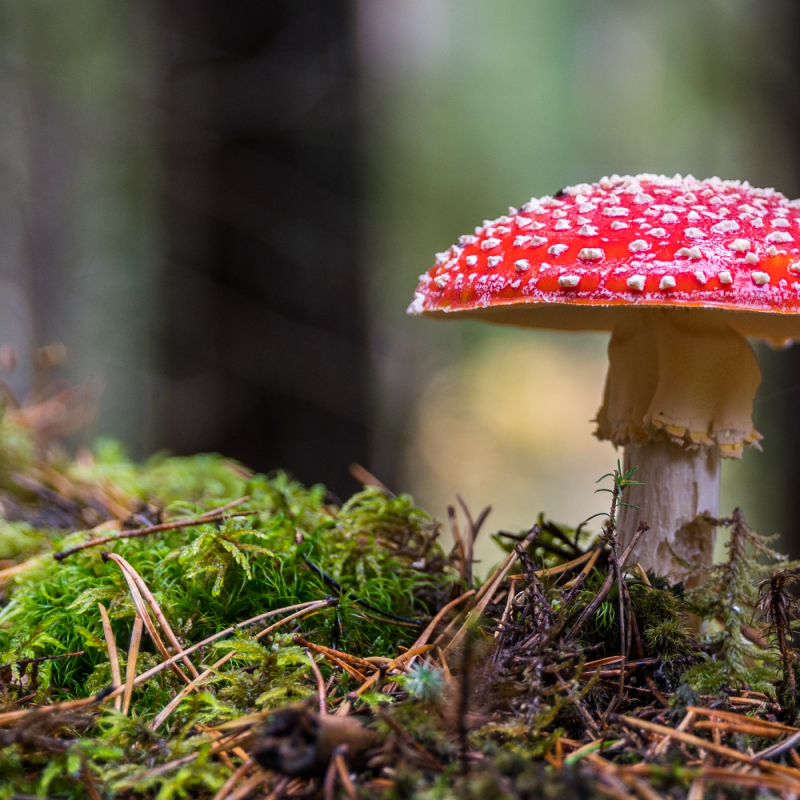  Rekrutacja - Polska Szkoła Dendrologii i Arborystyki