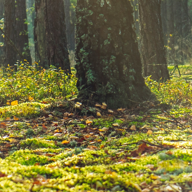  Rekrutacja - Polska Szkoła Dendrologii i Arborystyki