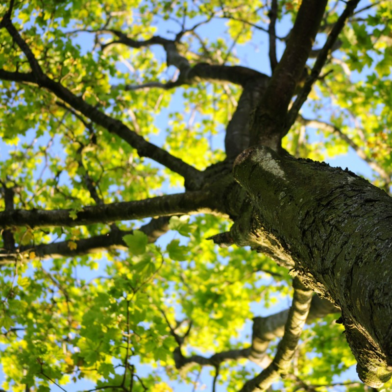 Polska Szkoła Dendrologii i Arborystyki