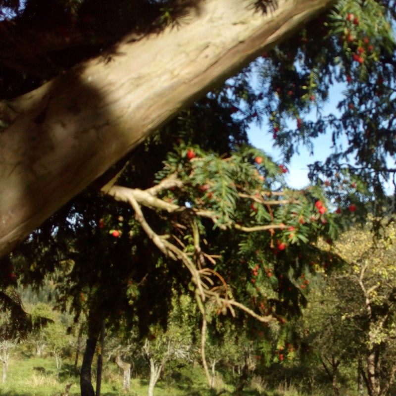 Polska Szkoła Dendrologii i Arborystyki