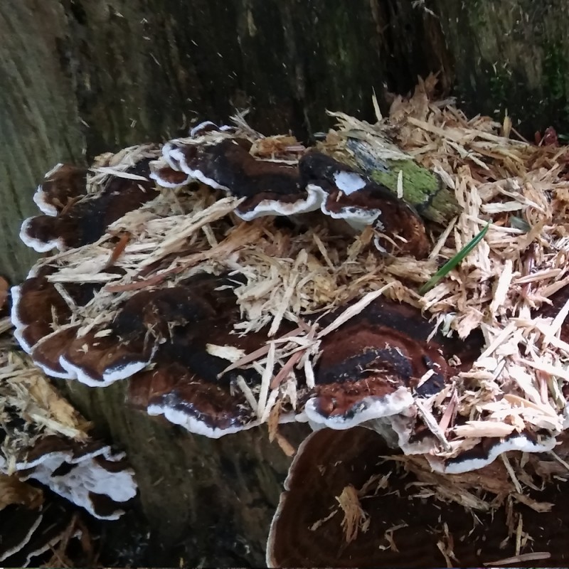 Dendrologia - Polska Szkoła Dendrologii i Arborystyki