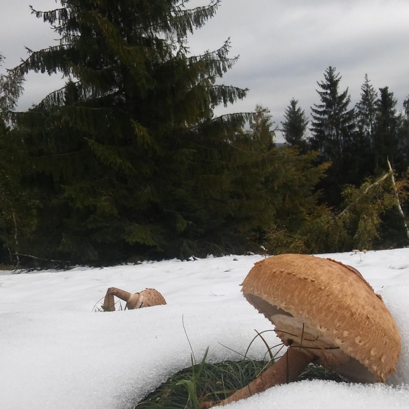 Dendrologia - Polska Szkoła Dendrologii i Arborystyki