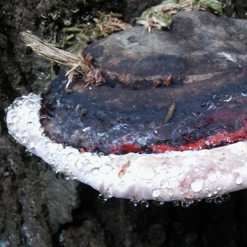 Dendrologia - Polska Szkoła Dendrologii i Arborystyki