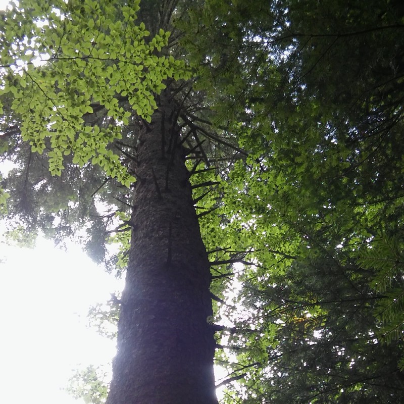 Polska Szkoła Dendrologii i Arborystyki