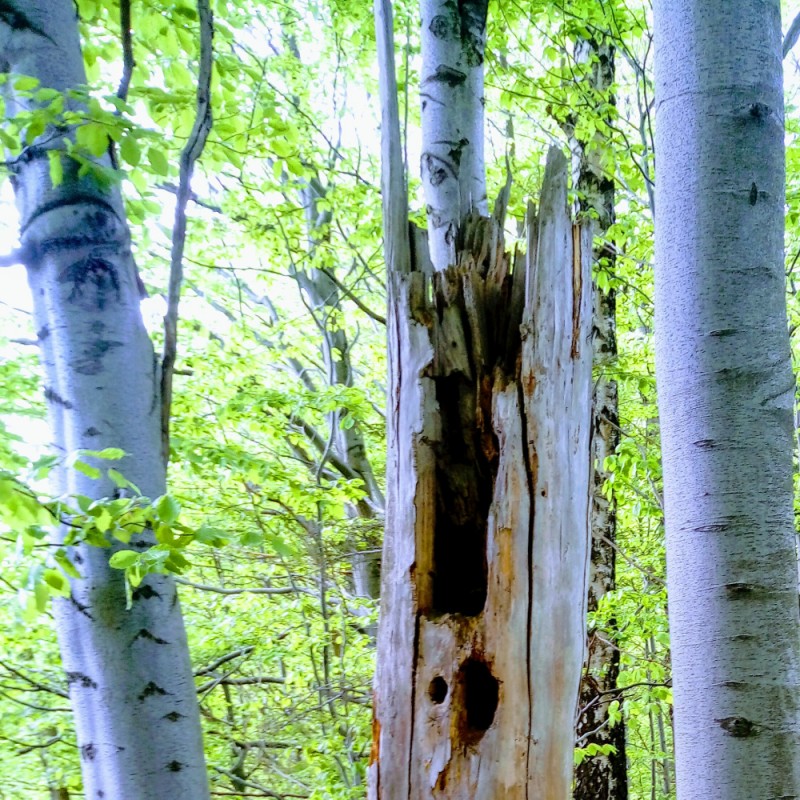 Polska Szkoła Dendrologii i Arborystyki